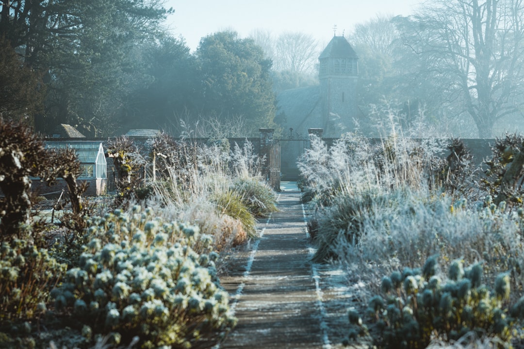 Photo Winter garden