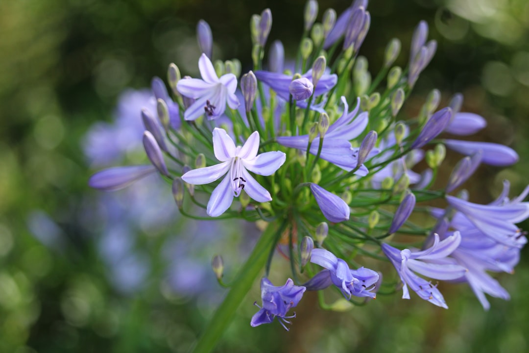 Photo agapanthus