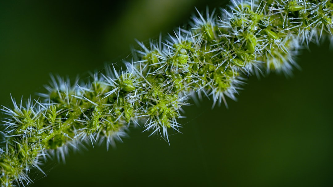 Photo nettle