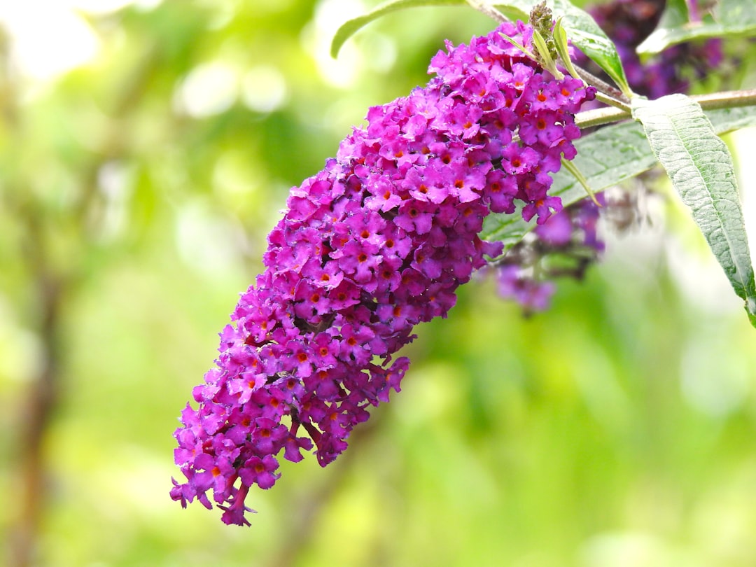Photo buddleja