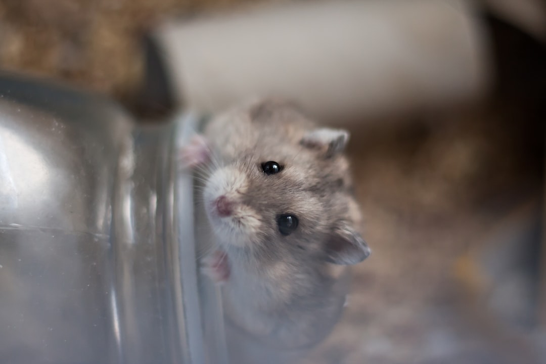 Photo rodents