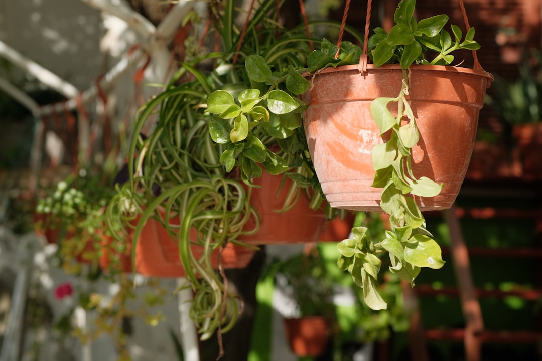 Photo balcony decor