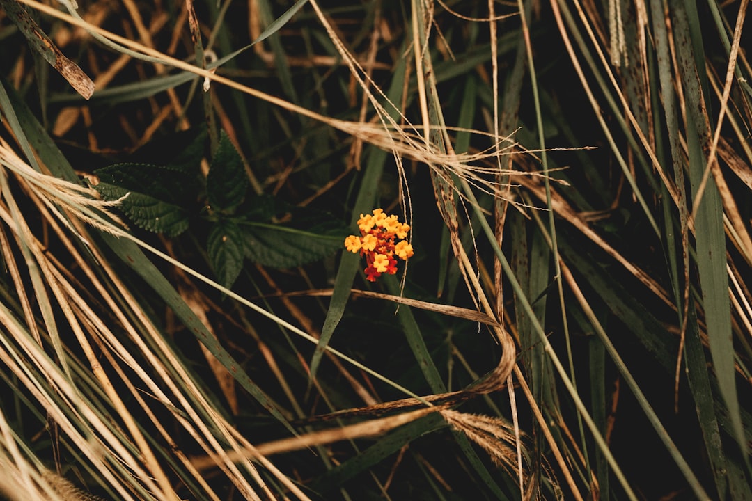 Photo amorpha