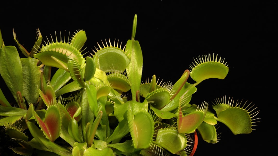Photo venus flytrap