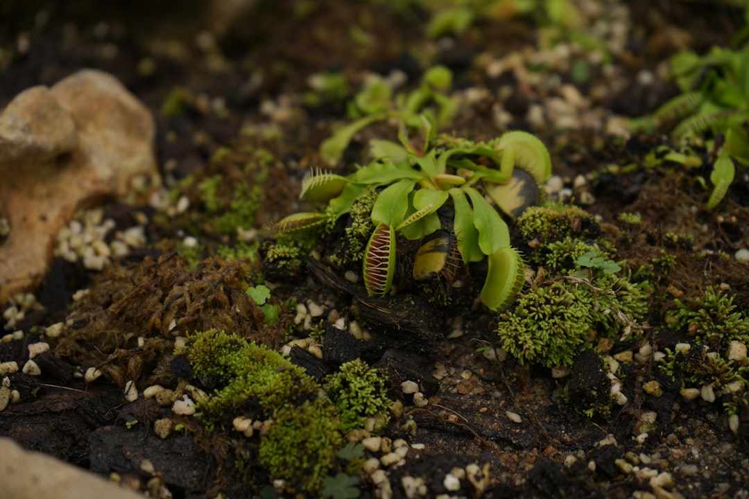 Photo venus flytrap