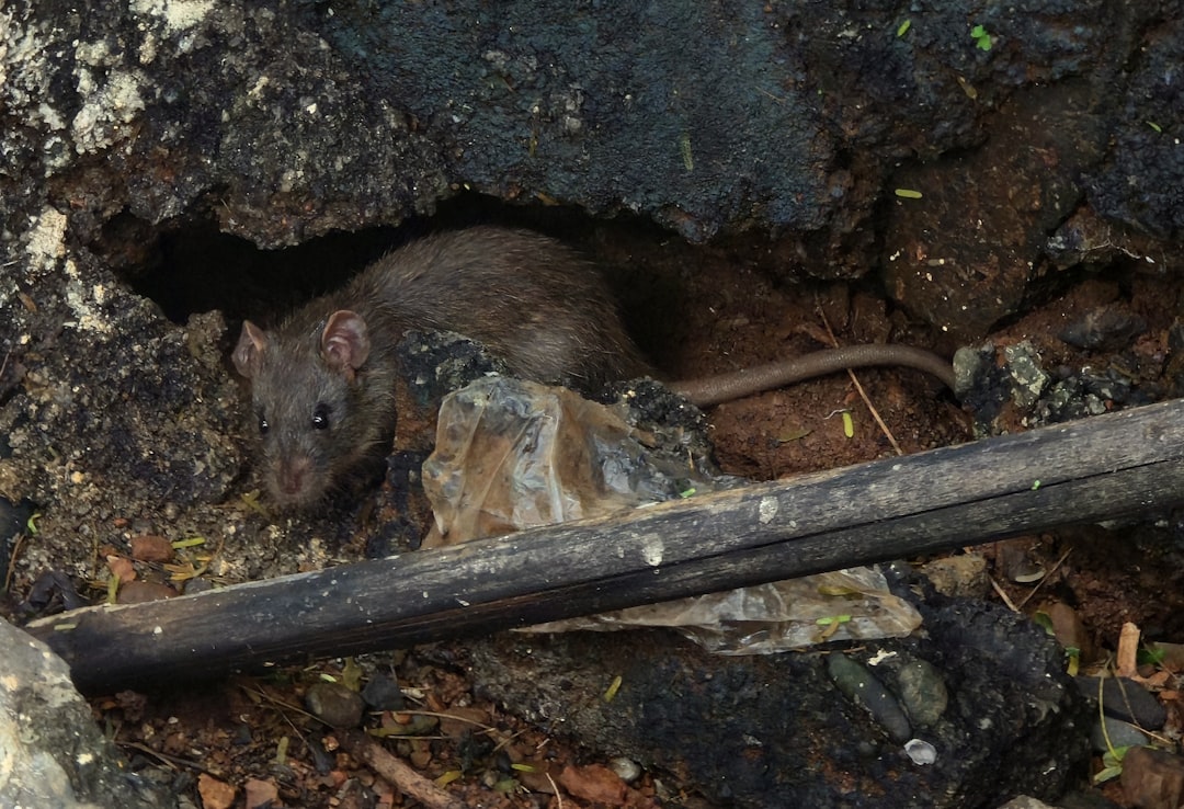 Photo rodents